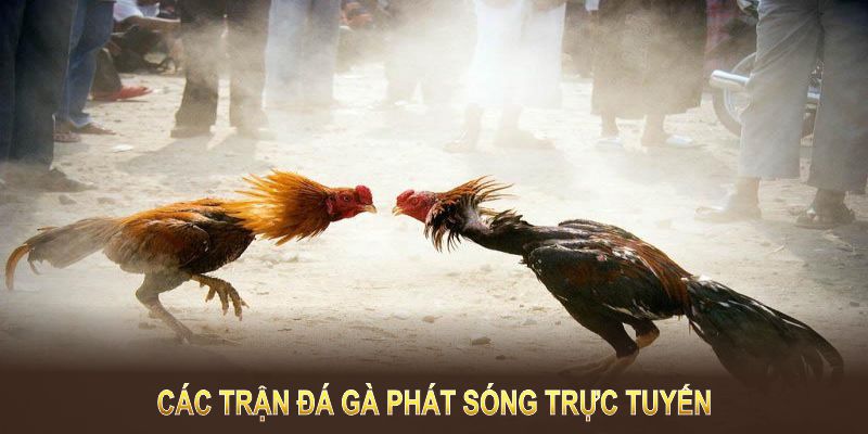 Đá gà tre trực tiếp là các trận đá gà phát sóng trực tuyến 