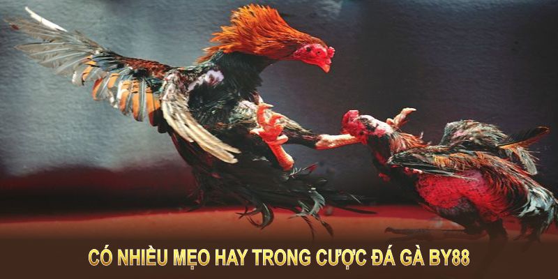 Có nhiều mẹo hay trong cược đá gà BY88