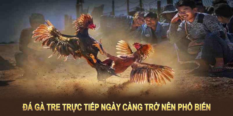 Đá gà tre trực tiếp ngày càng trở nên phổ biến nhờ vào sự hấp dẫn