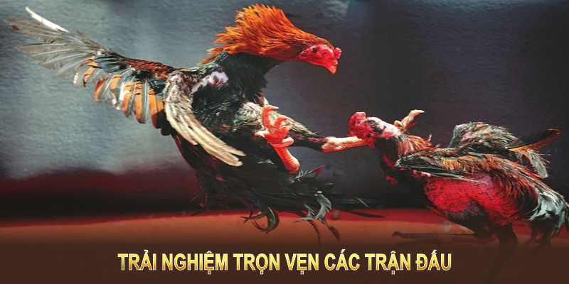 Trải nghiệm trọn vẹn các trận đấu và thử sức với việc đặt cược